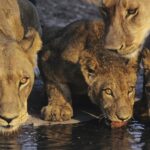 Koty drapieżne lwy